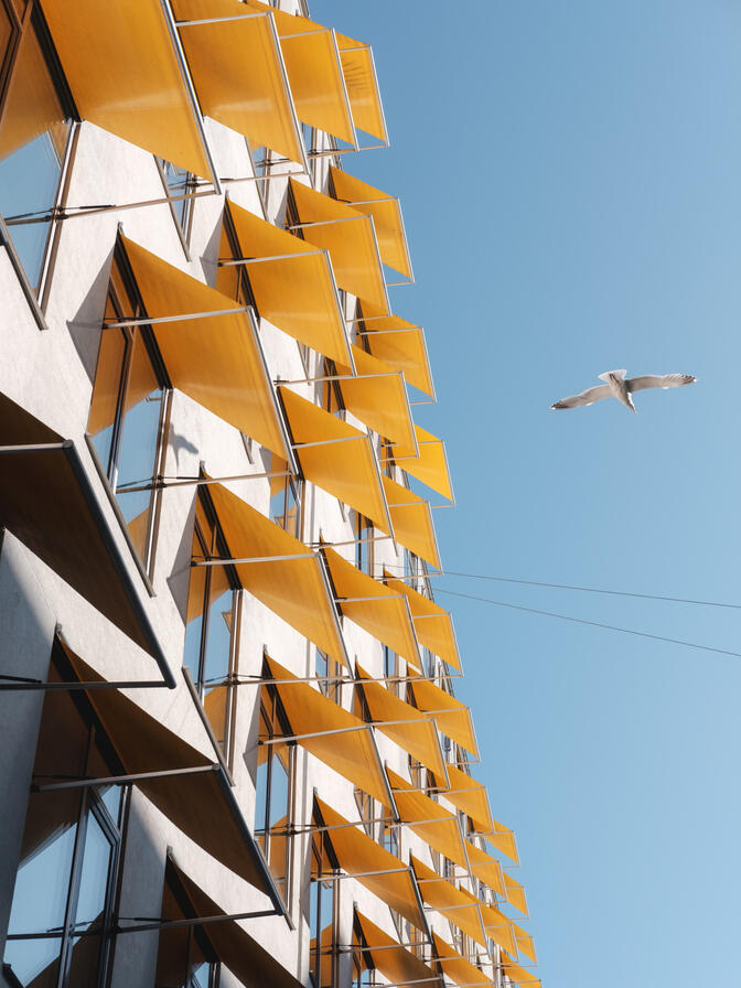 Seagull - Copenhagen, Denmark