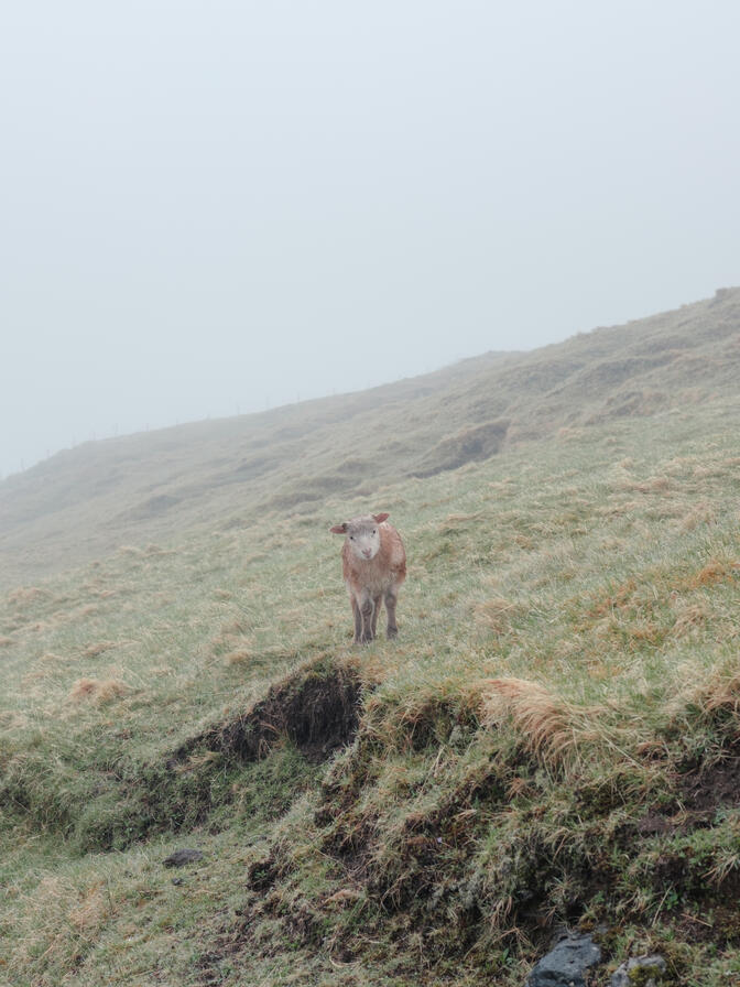 Lamb - Faroe Islands