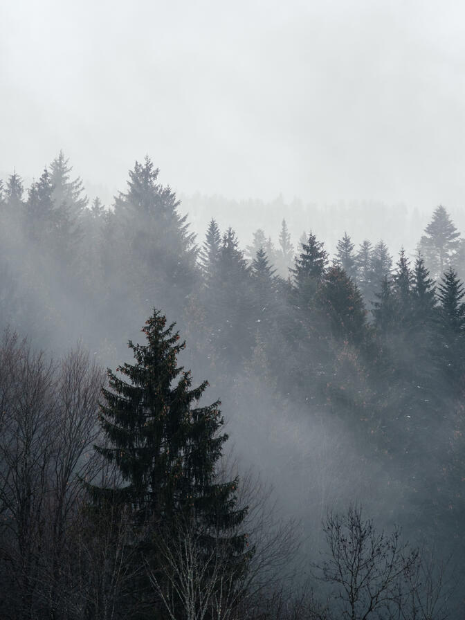 Mist - Bavaria, Germany