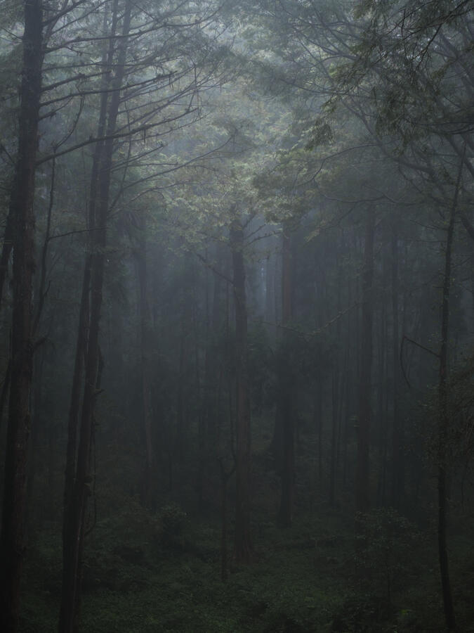 Afterglow - Alishan, Taiwan