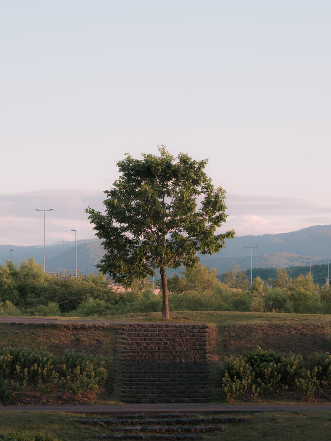 big tree small garden - Hokkaido, Japan