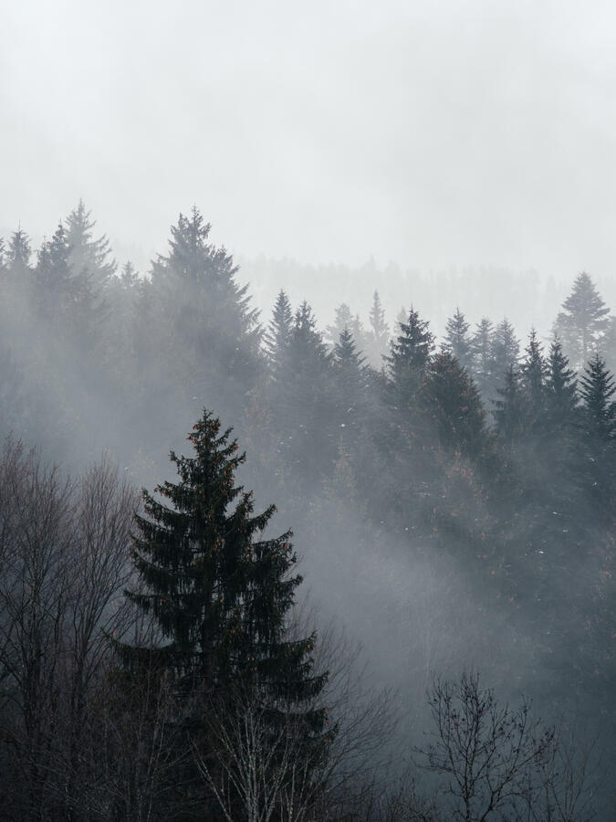 misty treetops - Bavaria, Germany